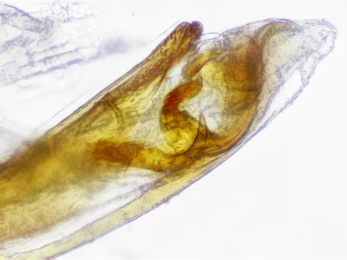 Oxypoda frigida