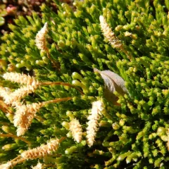 northern ground-cedar thumbnail 2