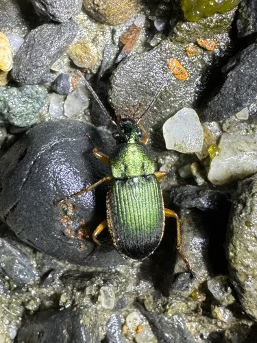 Small-green Stinking Beetle