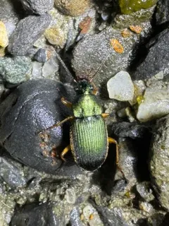 Small-green Stinking Beetle thumbnail 1