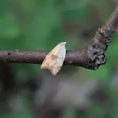 Batman Moth thumbnail 4