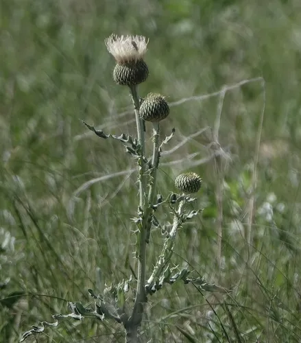 prairie thistle