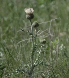 prairie thistle thumbnail 1