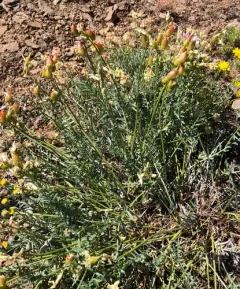 Yakima Milkvetch thumbnail 4