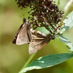 Horace's Duskywing thumbnail 2