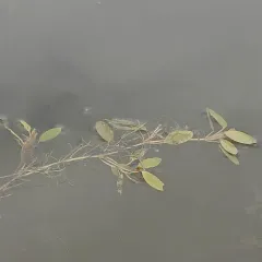 Spiral Pondweed thumbnail 4
