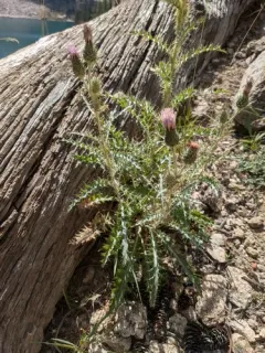 Gray Thistle thumbnail 4