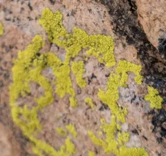 gold cobblestone lichen thumbnail 2