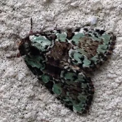 Marbled-green Leuconycta Moth thumbnail 3