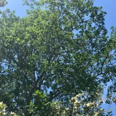 Oregon oak thumbnail 1