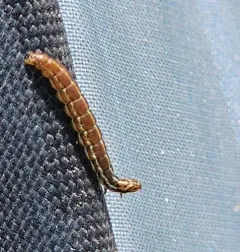 Mimosa Webworm Moth thumbnail 2