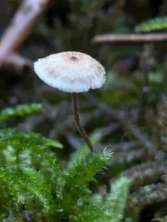 Spruce Sprite thumbnail 1