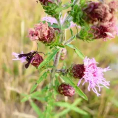 Blazing Star Clearwing thumbnail 4