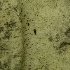 Japanese Barklouse thumbnail 4