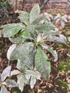 Erysiphe azaleae thumbnail 4
