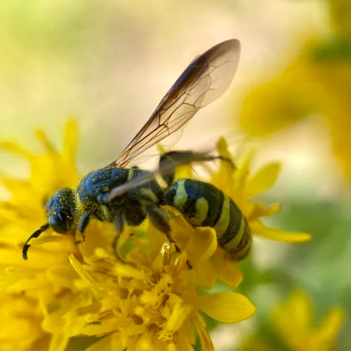 Myzinum maculatum