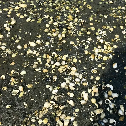 Pacific Littleneck Clam