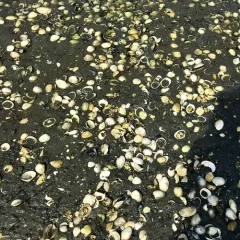 Pacific Littleneck Clam thumbnail 1
