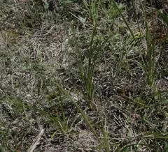 Long-stolon Sedge thumbnail 1