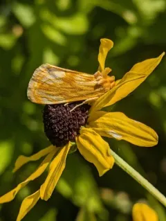 Goldenrod stowaway thumbnail 3