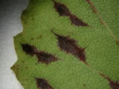 Sackenomyia viburnifolia thumbnail 1