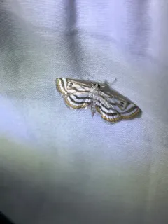 Parapoynx curviferalis thumbnail 3