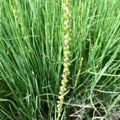 common arrowgrass thumbnail 1