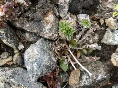 Dwarf Mountain Cinquefoil thumbnail 2