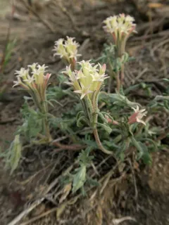 Mojave pincushion thumbnail 3