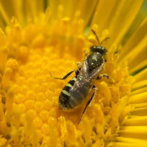 Swenk's Fairy Bee