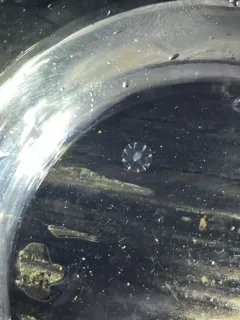 Dryodora glandiformis thumbnail 4