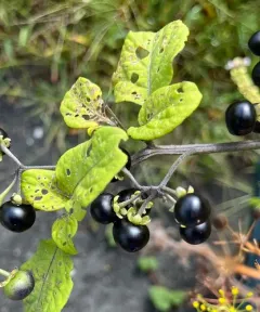 Garden Huckleberry thumbnail 3