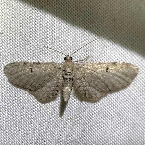 Wormwood Pug