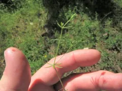 Lamarck's bedstraw thumbnail 4