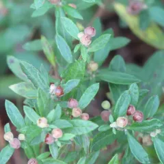 Canada frostweed thumbnail 3