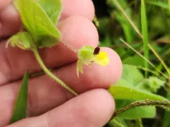 round-leaved fluellen thumbnail 1