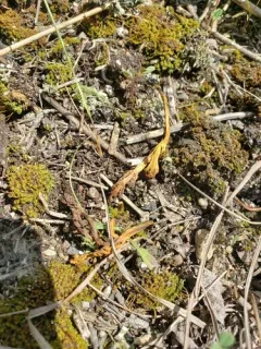 prairie moonwort thumbnail 3