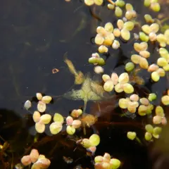 Common Duckweed thumbnail 3