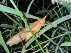 Nebraska Conehead thumbnail 4