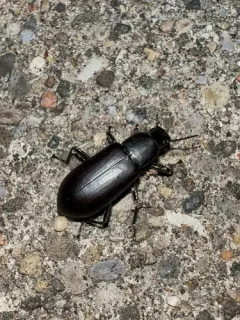 Smooth Darkling Beetle thumbnail 3