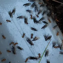 Shiny-bellied Fuzzy Ant thumbnail 2