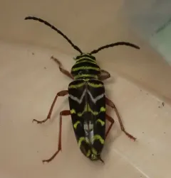 Painted Hickory Borer thumbnail 2