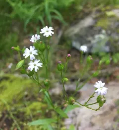 sleepy catchfly thumbnail 3