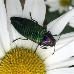 Buprestis langii thumbnail 4