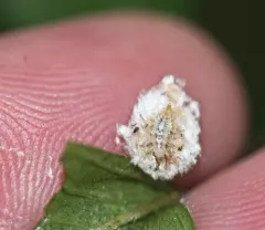 Stripe-horned Green Lacewing thumbnail 3