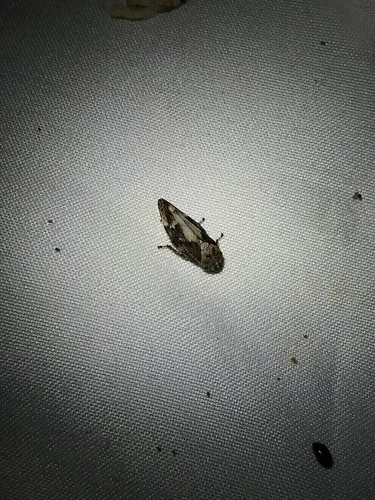 Boreal Spittlebug