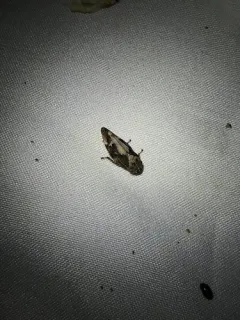 Boreal Spittlebug thumbnail 1