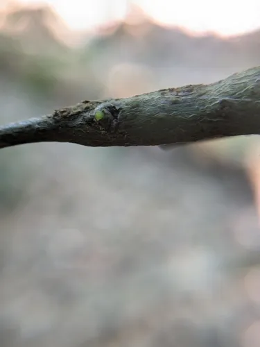 Neolasioptera linderae