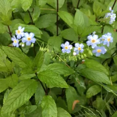 water forget-me-not thumbnail 3