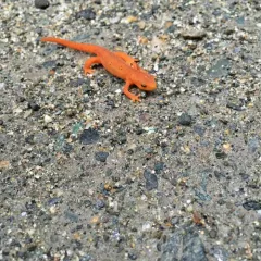Eastern Newt thumbnail 4